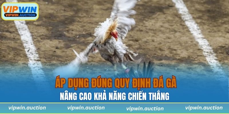 Quy Định Đá Gà Là Gì? Những Luật Lệ Quan Trọng Nhất