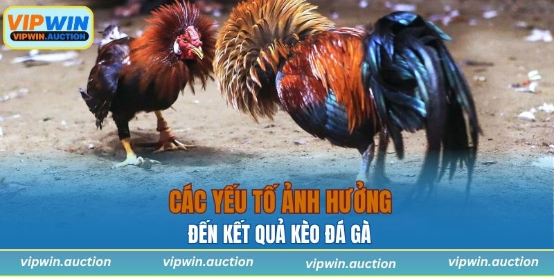 Kèo Đá Gà - Hình Thức Cá Cược Hấp Dẫn Chỉ Có Tại VIPWIN