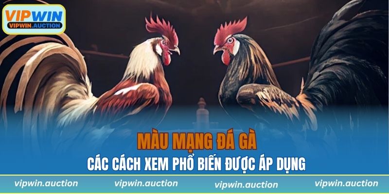 Màu Mạng Gà Đá Là Gì? Bí Quyết Xem Chuẩn Xác Nhất