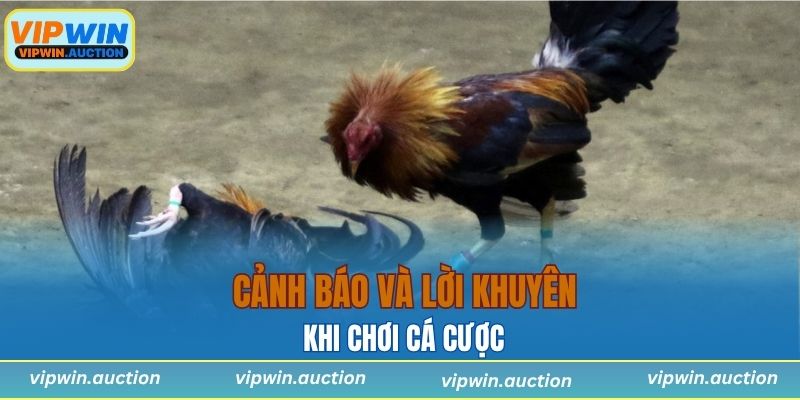 Kèo Đá Gà - Hình Thức Cá Cược Hấp Dẫn Chỉ Có Tại VIPWIN
