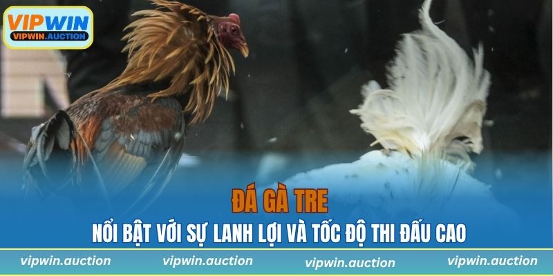 Đá Gà Tre - Tìm Hiểu Hình Thức Giải Trí Dân Gian Hấp Dẫn