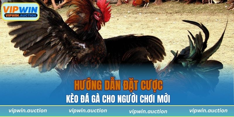 Kèo Đá Gà - Hình Thức Cá Cược Hấp Dẫn Chỉ Có Tại VIPWIN