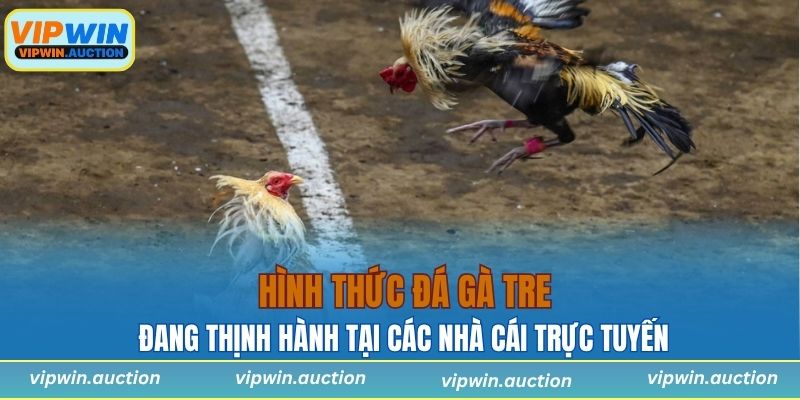 Đá Gà Tre - Tìm Hiểu Hình Thức Giải Trí Dân Gian Hấp Dẫn