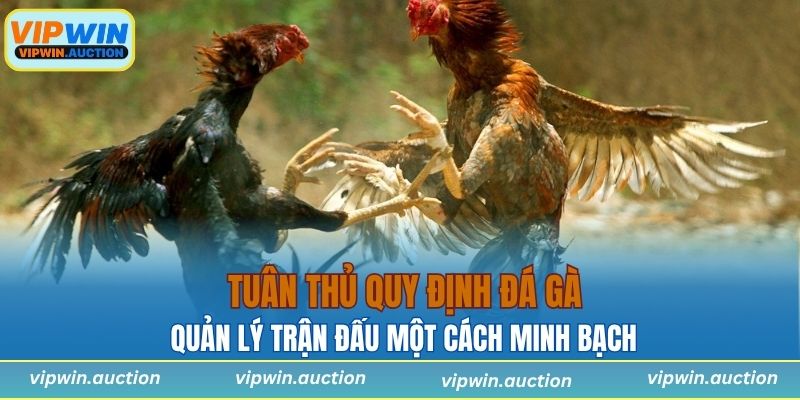 Quy Định Đá Gà Là Gì? Những Luật Lệ Quan Trọng Nhất
