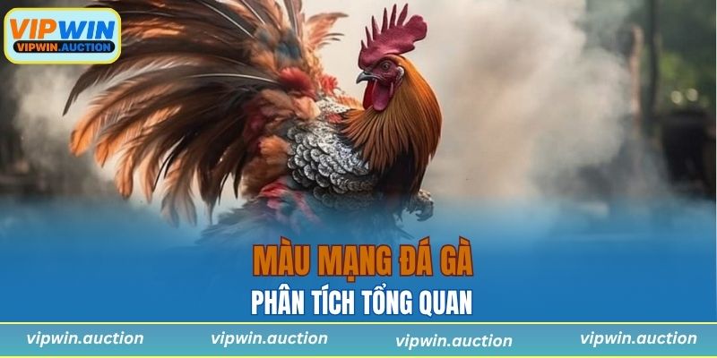 Màu Mạng Gà Đá Là Gì? Bí Quyết Xem Chuẩn Xác Nhất