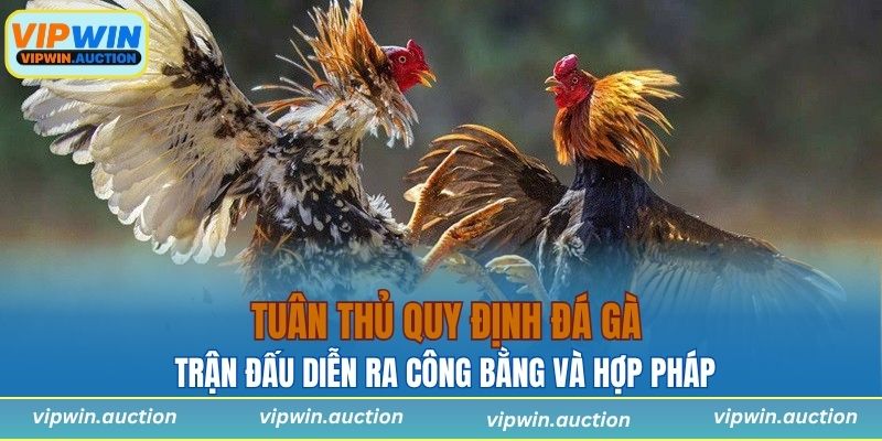 Quy Định Đá Gà Là Gì? Những Luật Lệ Quan Trọng Nhất