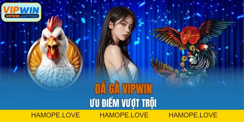 Đá Gà VIPWIN – Trận Đấu Mỗi Giây, Phần Thưởng Mỗi Phút