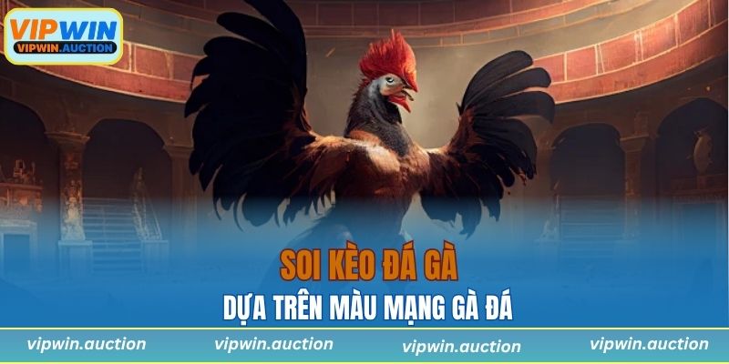 Màu Mạng Gà Đá Là Gì? Bí Quyết Xem Chuẩn Xác Nhất