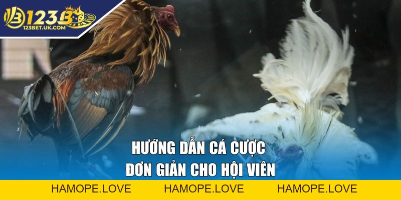 Đá Gà Tại 123BET | Cá Cược Kịch Tính, Thắng Lớn Ngay Hôm Nay