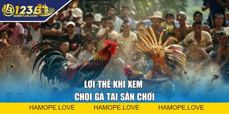 Đá Gà Tại 123BET | Cá Cược Kịch Tính, Thắng Lớn Ngay Hôm Nay