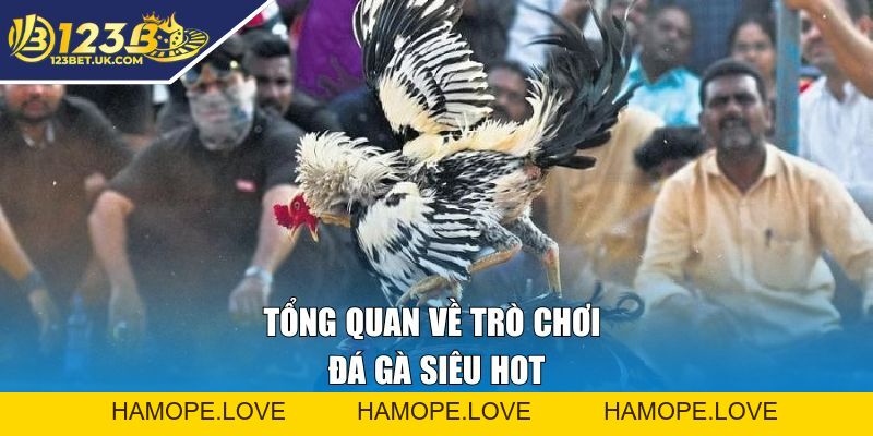 Đá Gà Tại 123BET | Cá Cược Kịch Tính, Thắng Lớn Ngay Hôm Nay